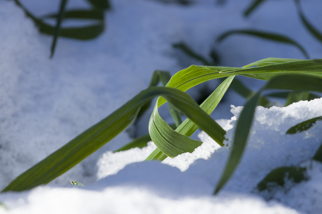 segale_neve