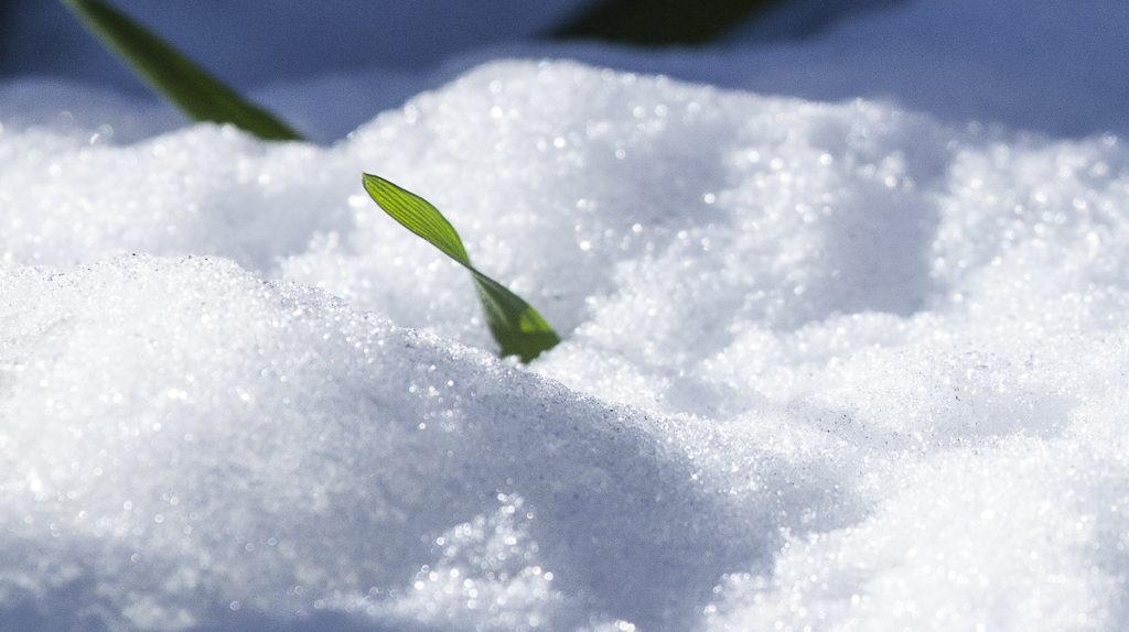 prima Neve